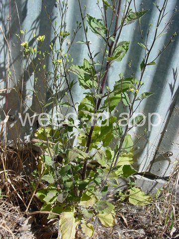 nipplewort